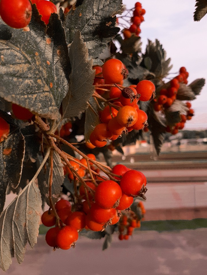 autumn