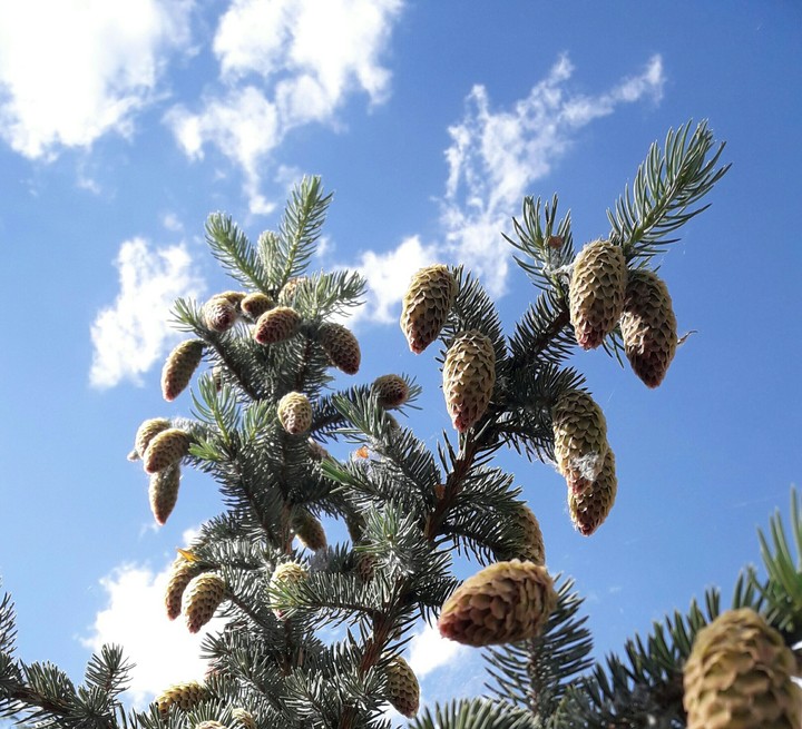 Pine cones