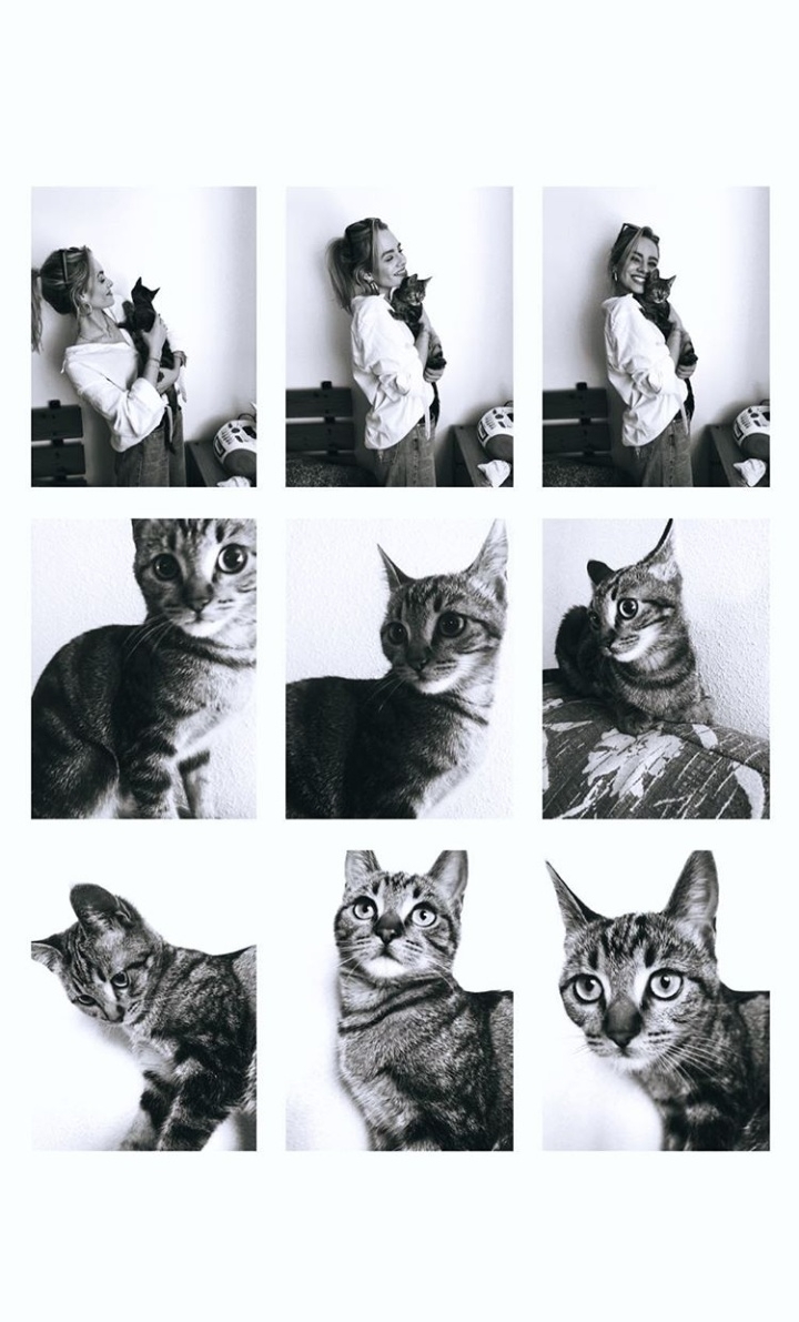 cat