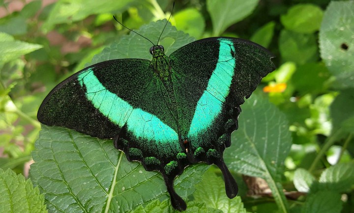 Butterfly