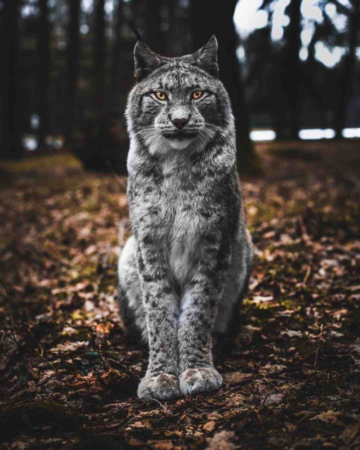 ?