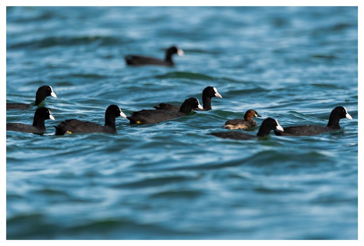 Eurasian coot with Little grebe