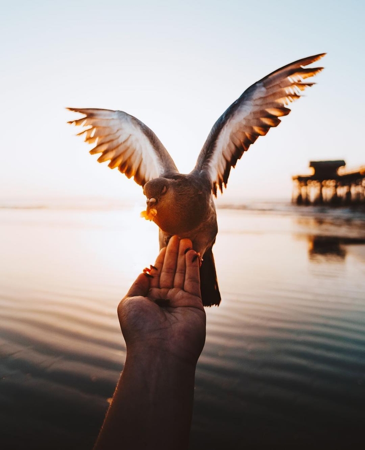 pigeon