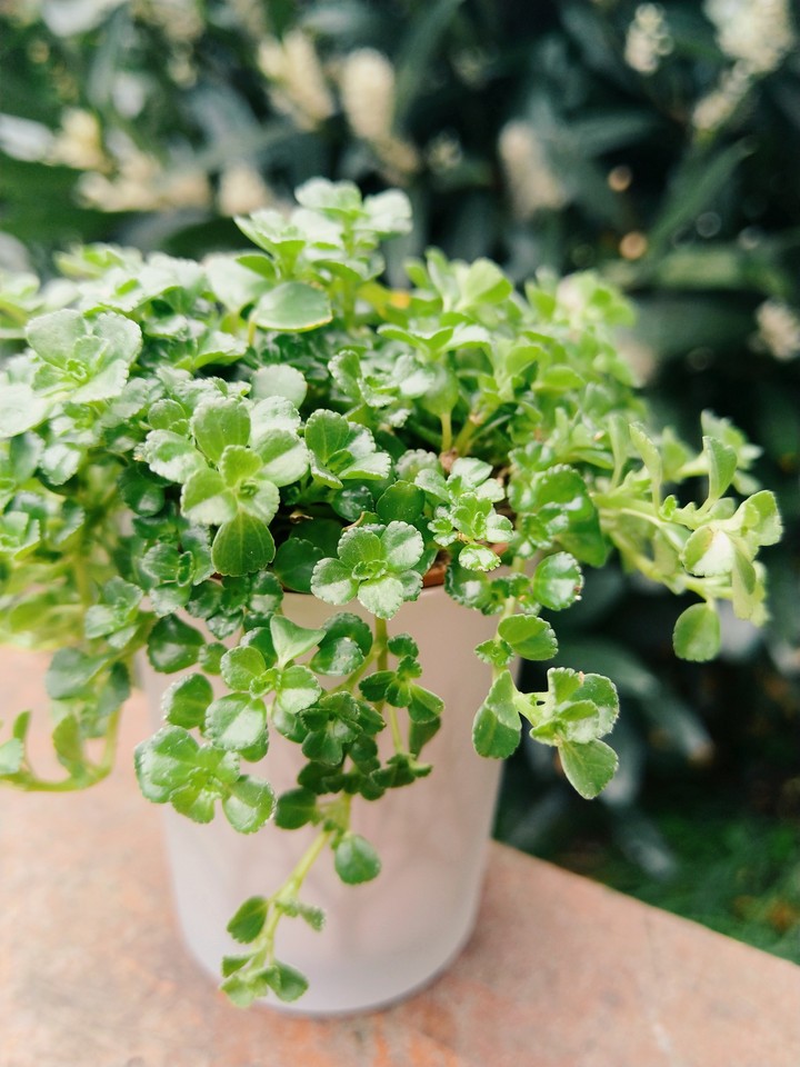little green plant