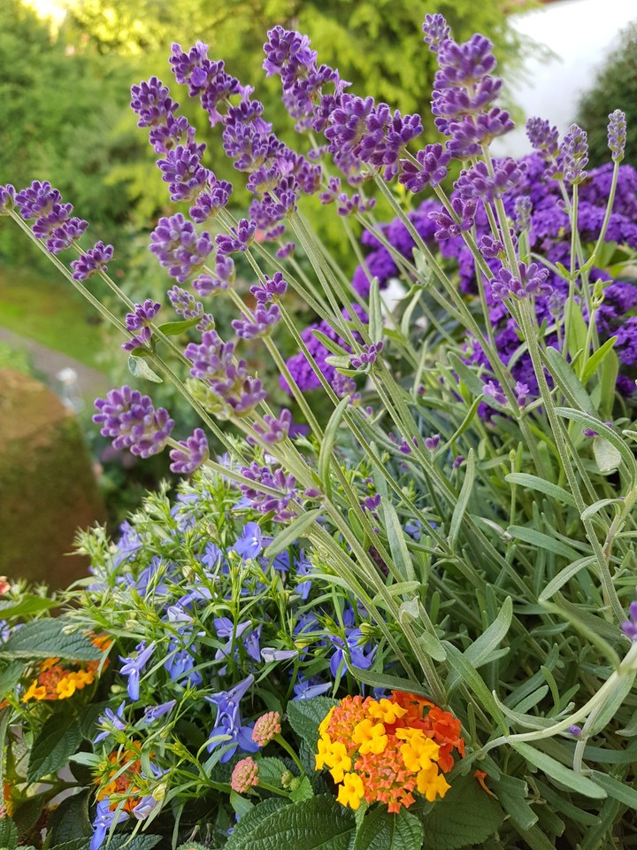 Sommer auf dem Balkon