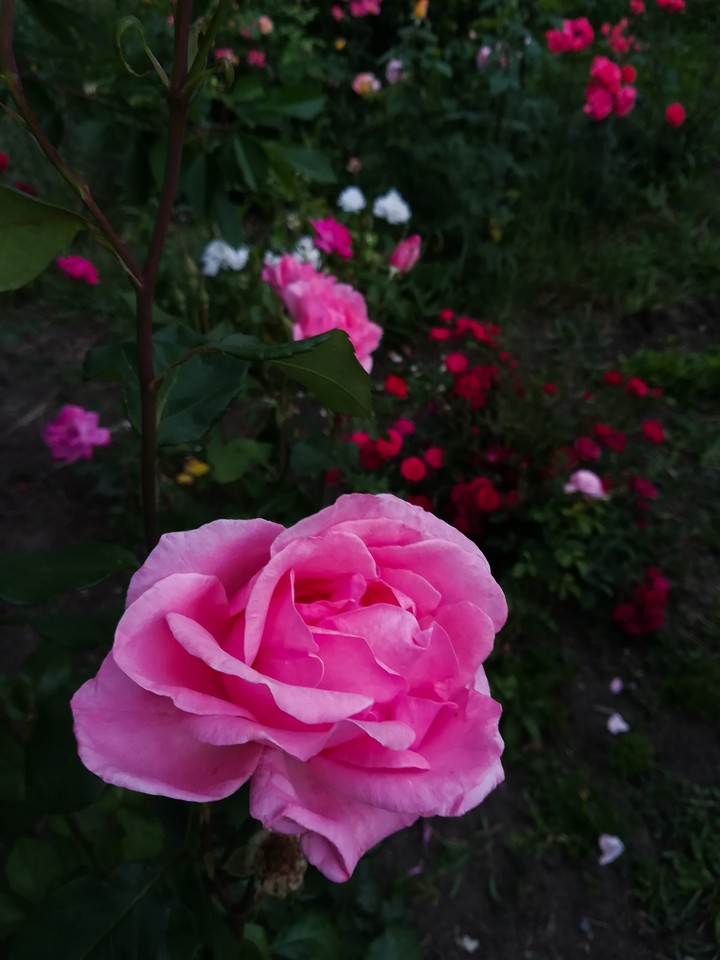 #flowers