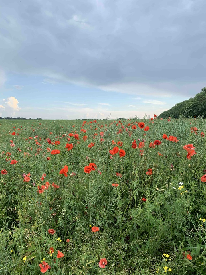 Field