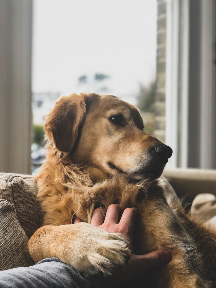 cute, dog, animal