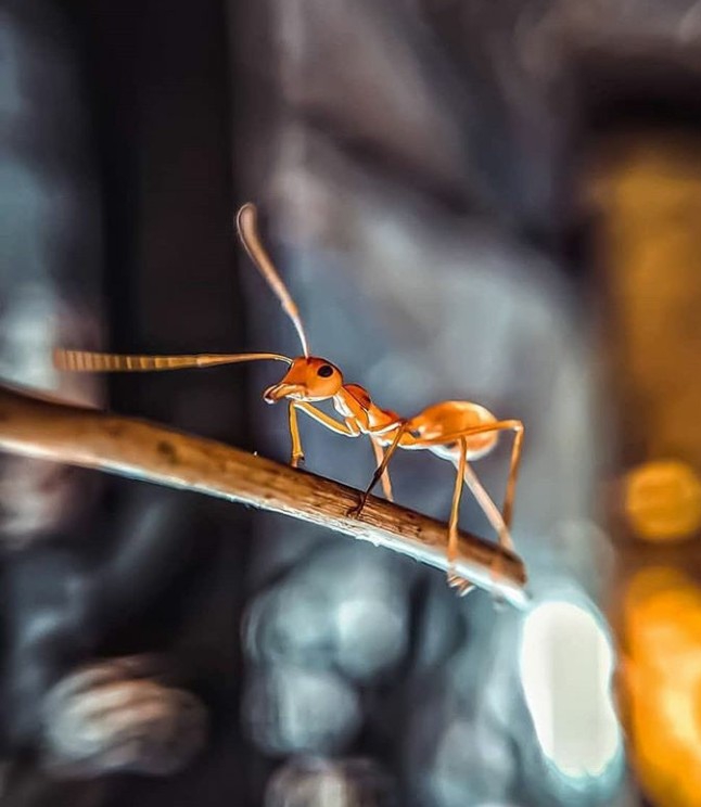 Ant