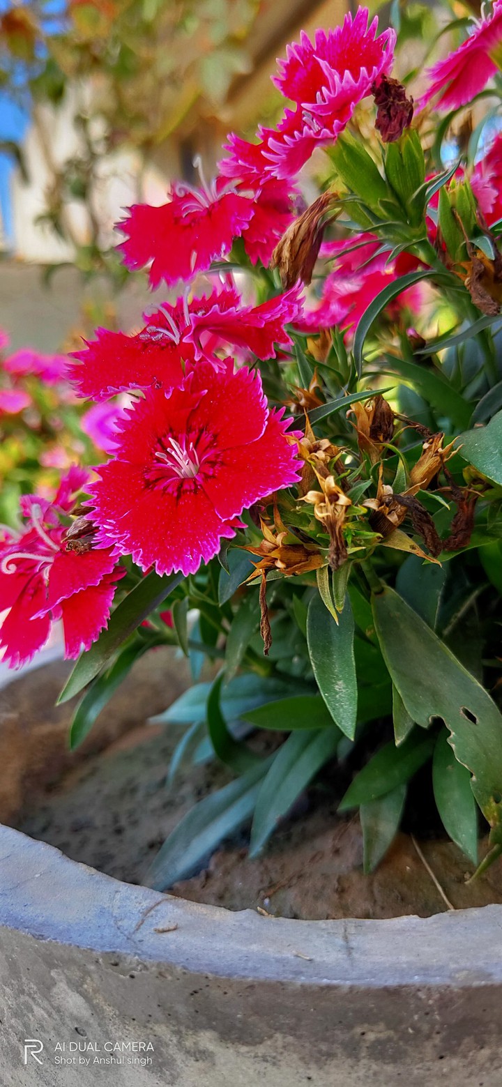 Flowers
