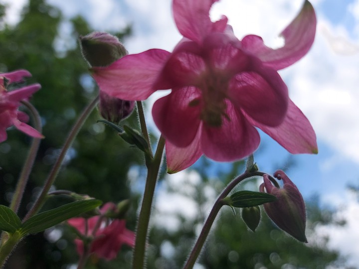 flowers