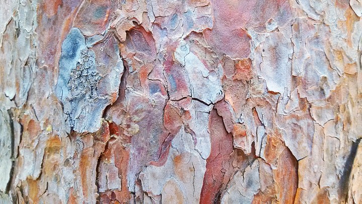 Wood