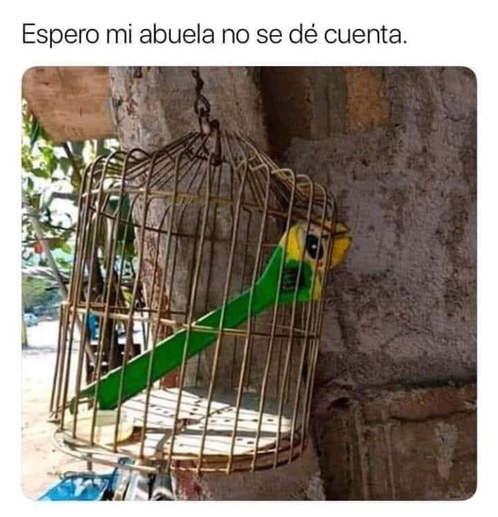 perico verde