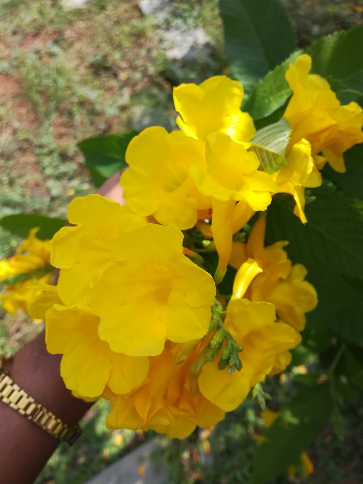 yellow cutie