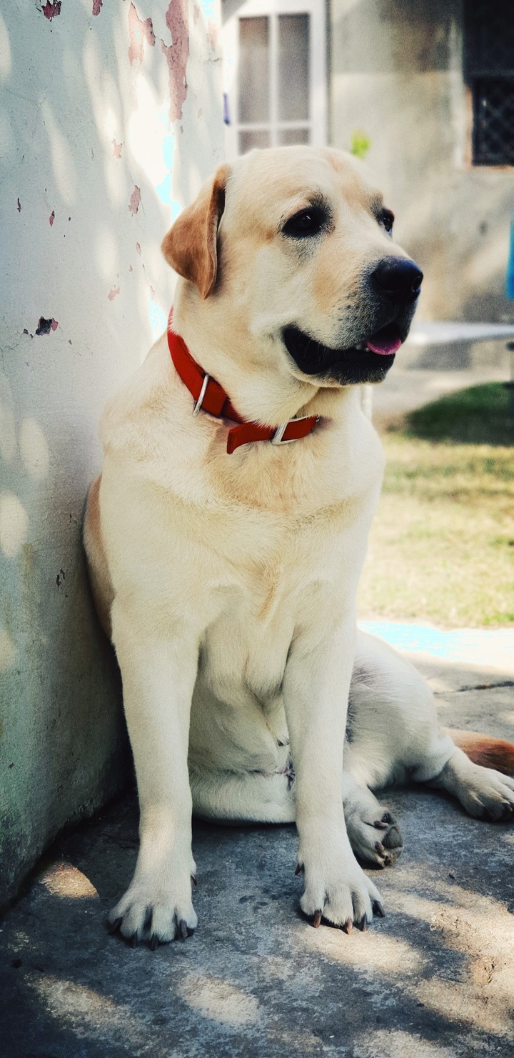 hachi