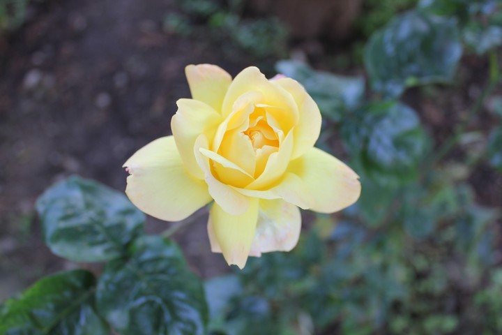 my garden rose
