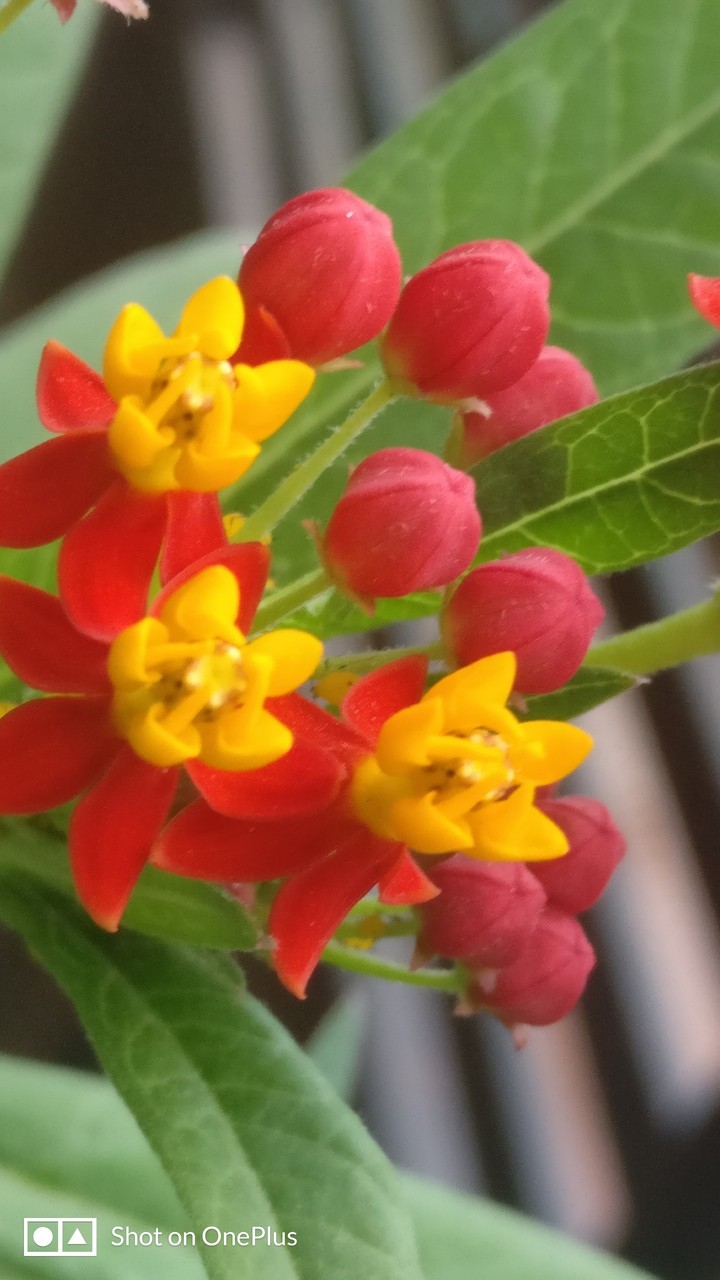 flowers ?