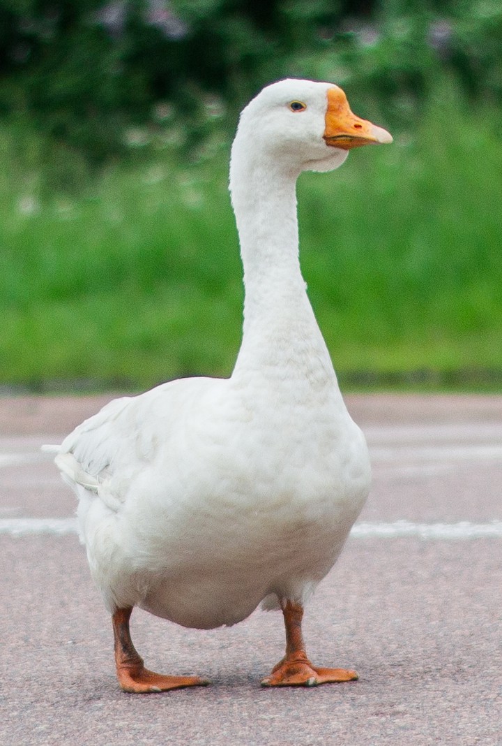 Гусь