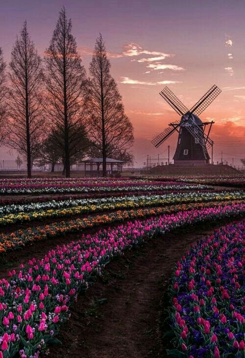 paysage des pays bas , moulins & tulipes