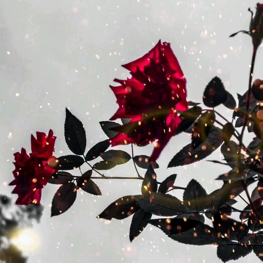 rose