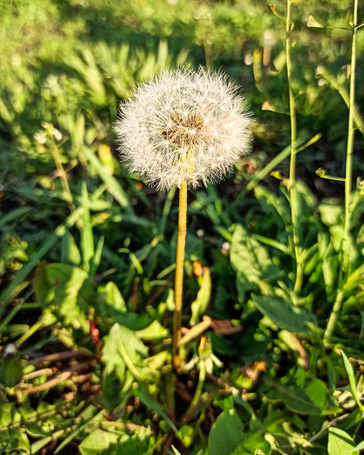 blowball