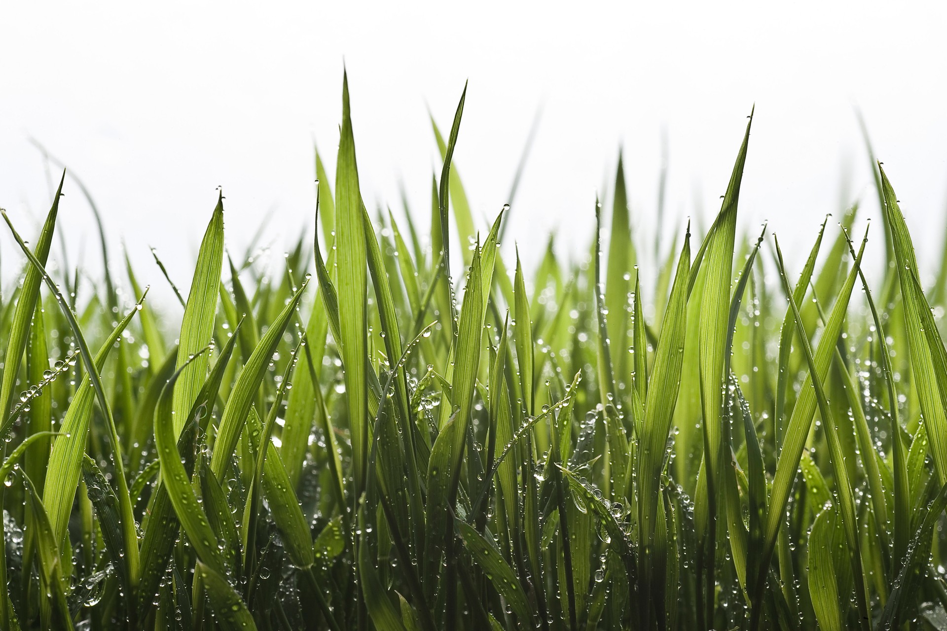 Dewy Grasses