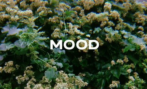 M O O D