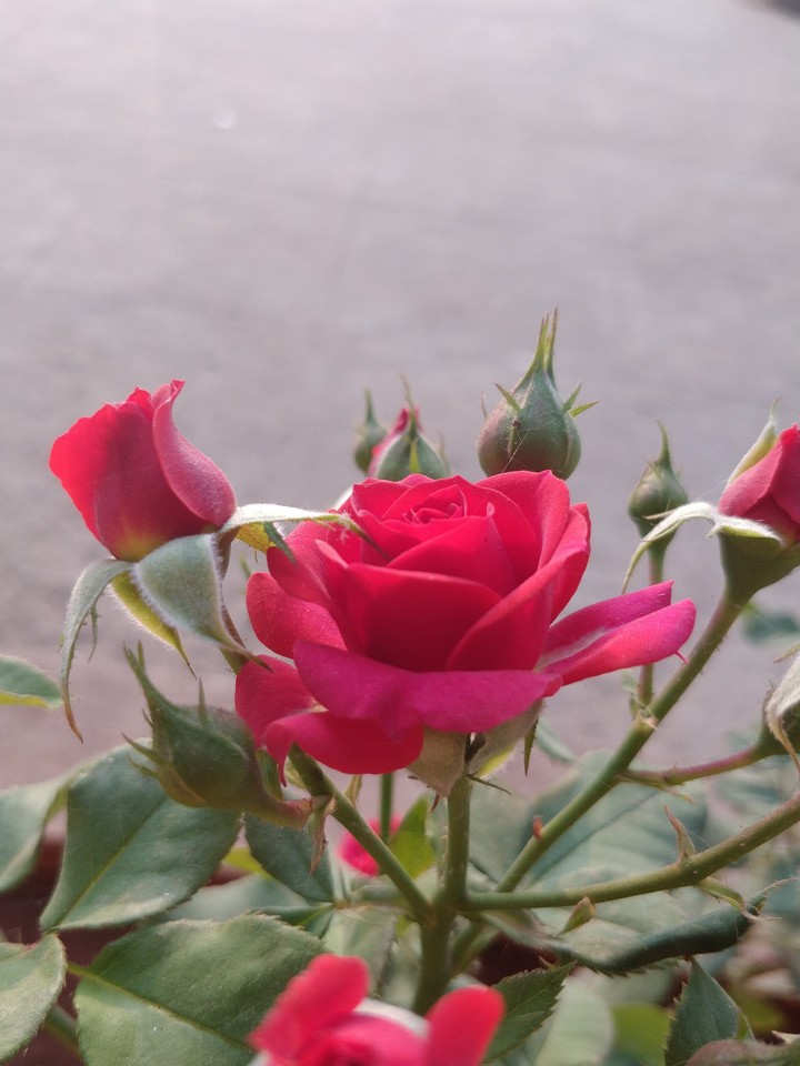 bloom