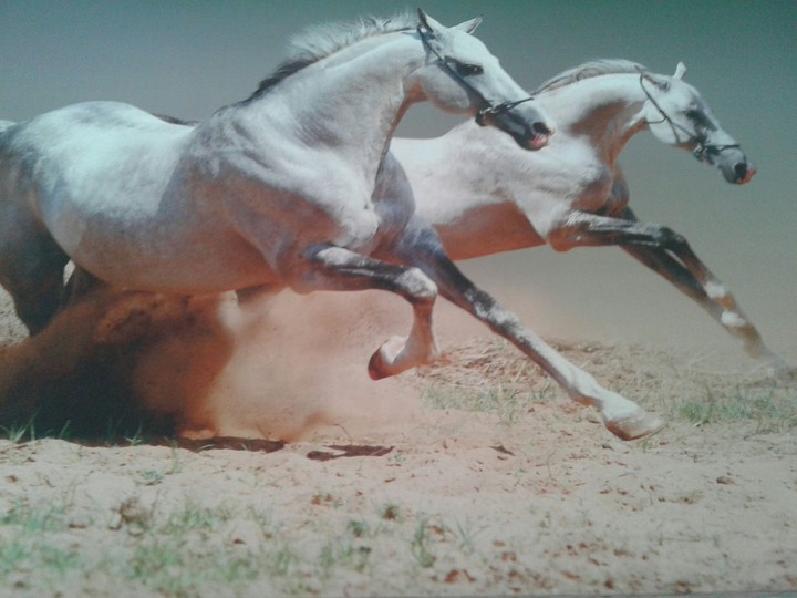 mustang hirse