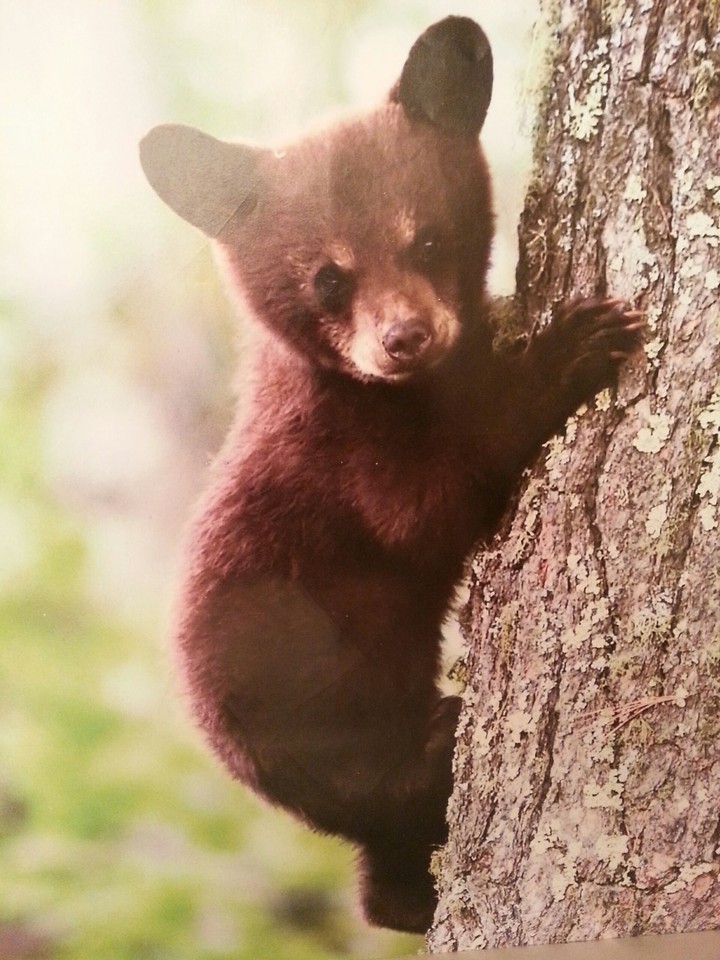 Bear in tree