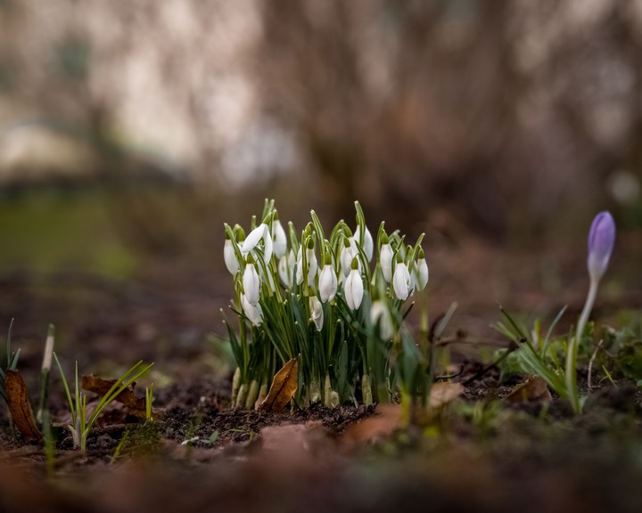 Spring bouket
