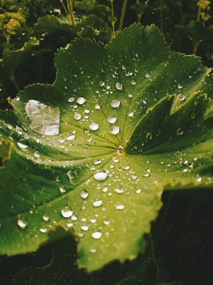 Drops of water
