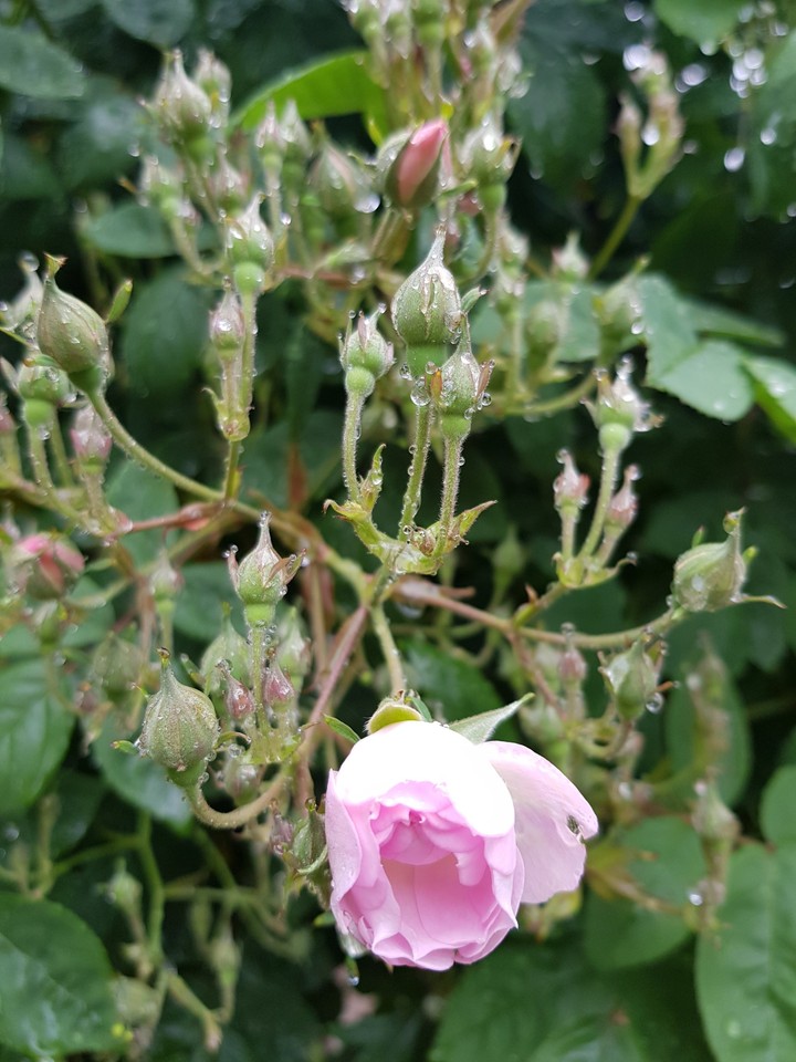 Rose Pink