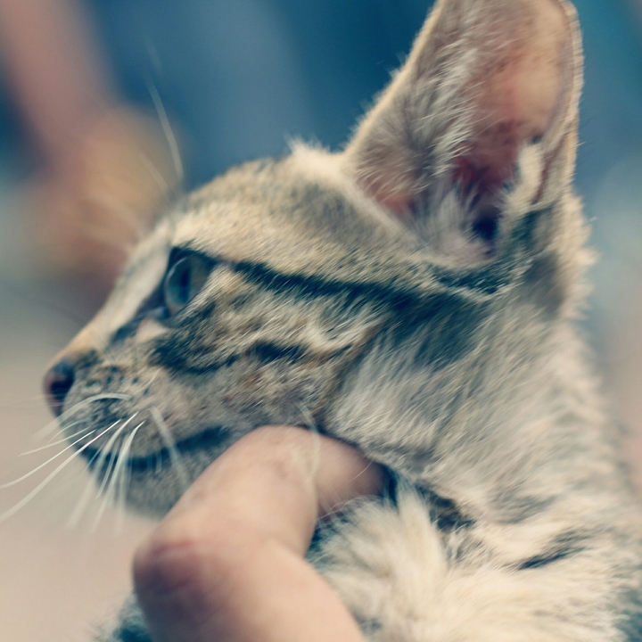 a little kitty