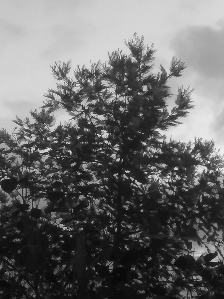 black 'n white tree