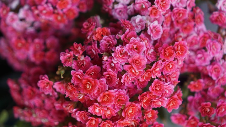 pink flowers