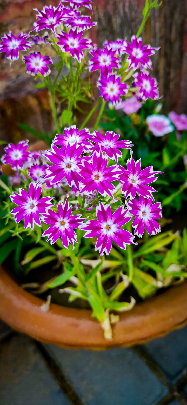 flower