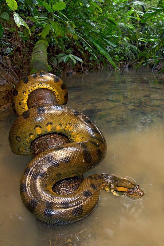 Snake ❤