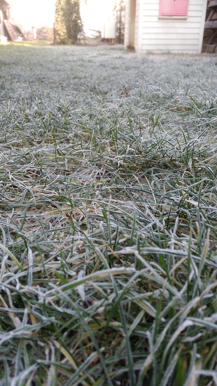 white grass too