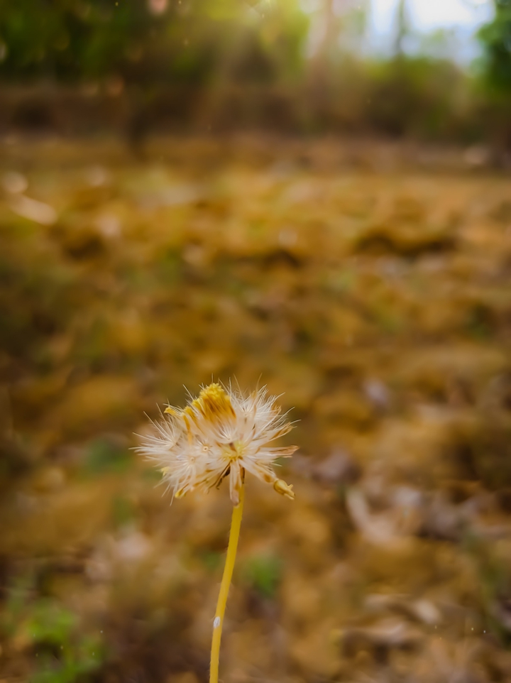 white Clover