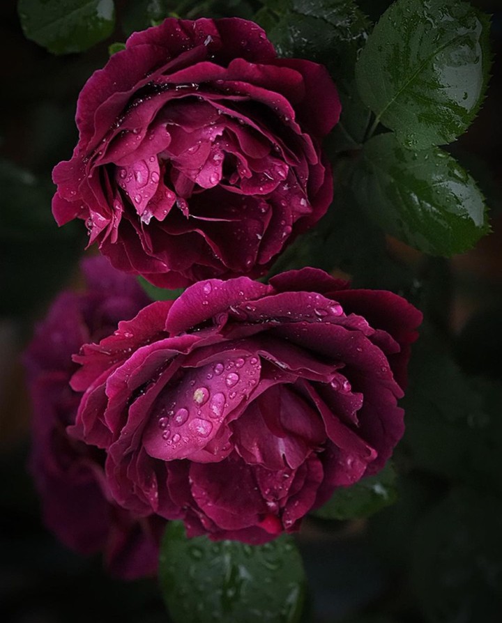 Magenta