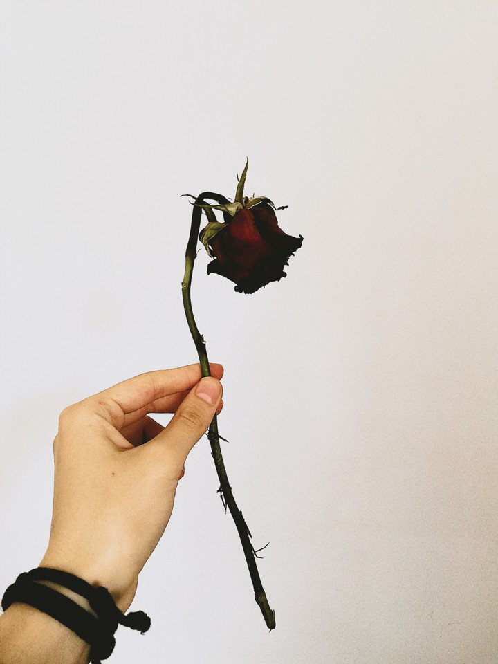 rosepetal in memory book