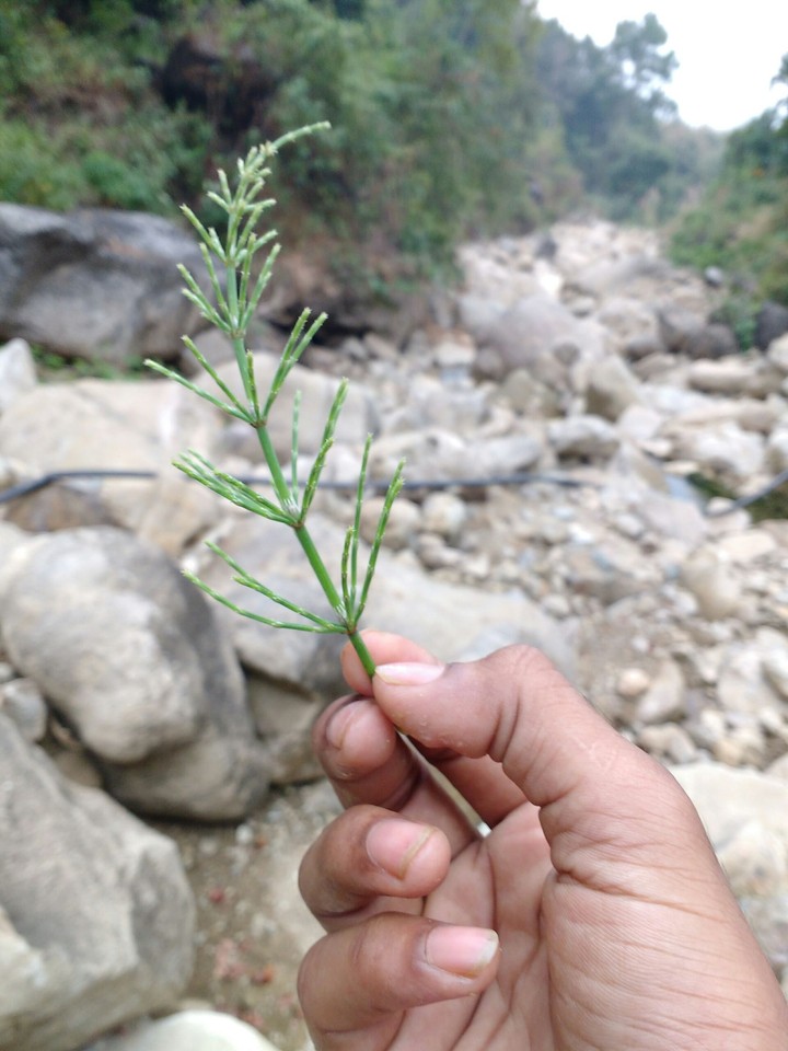 nature