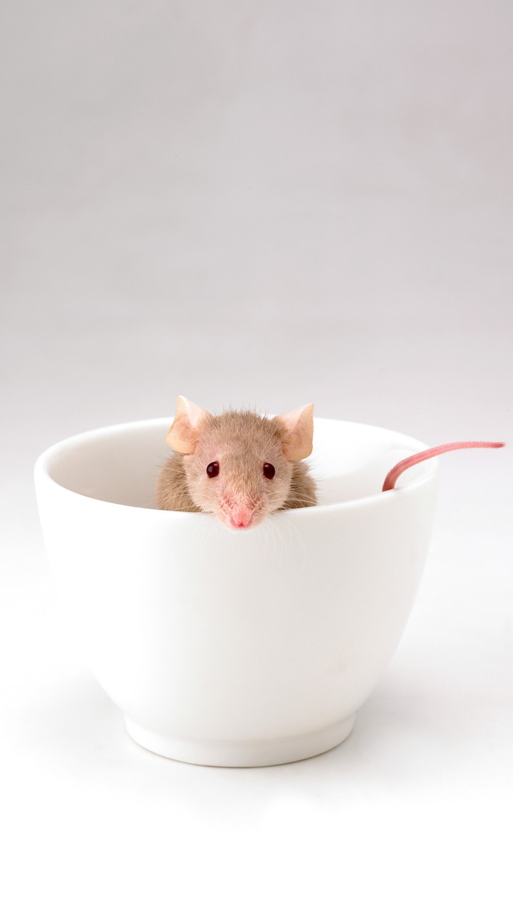 Mouse in a Cup