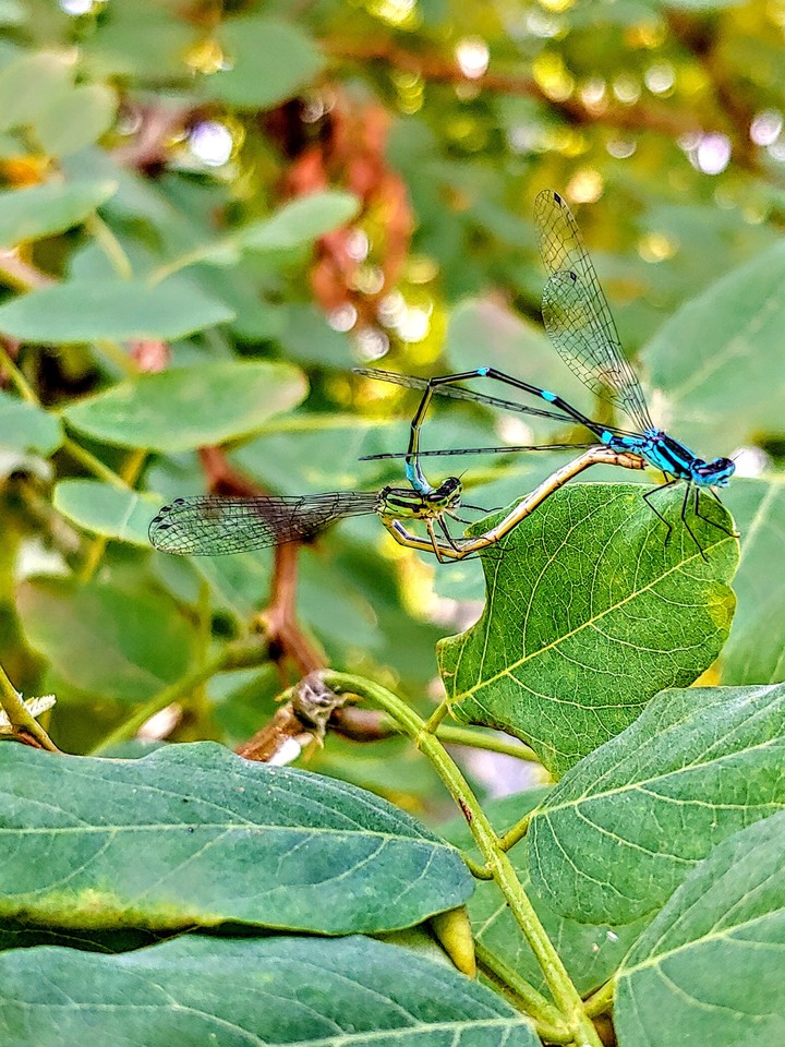 dragonflies