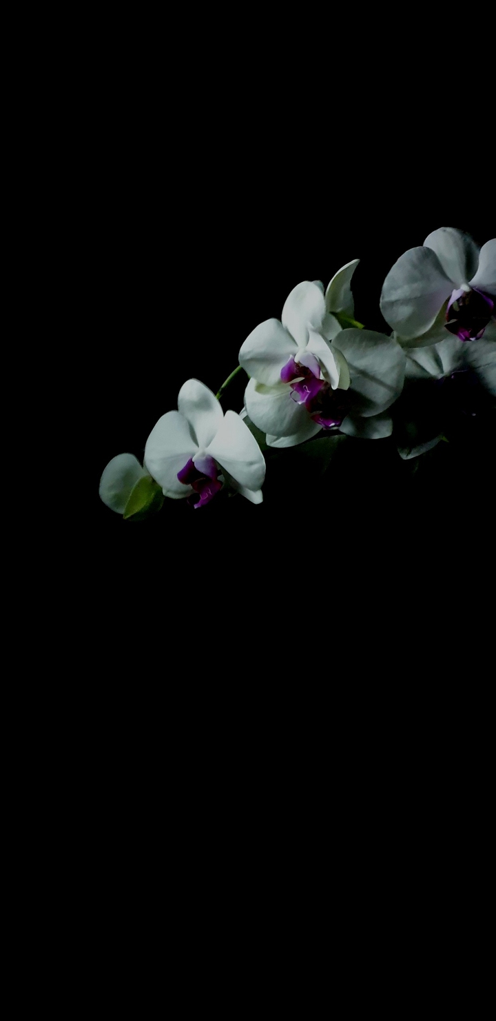 orchid