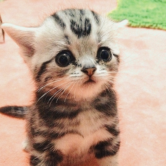 Cute Kitty is Worried