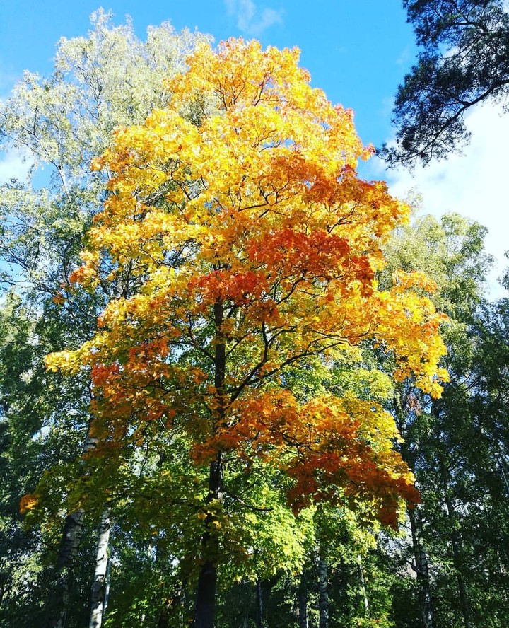 Autumn tree