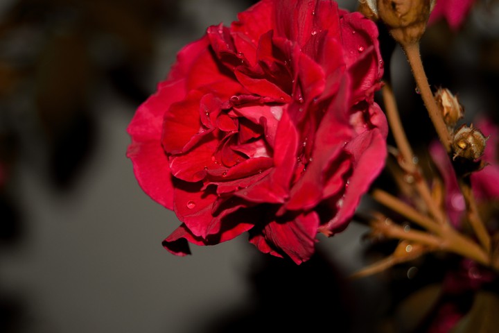 rose