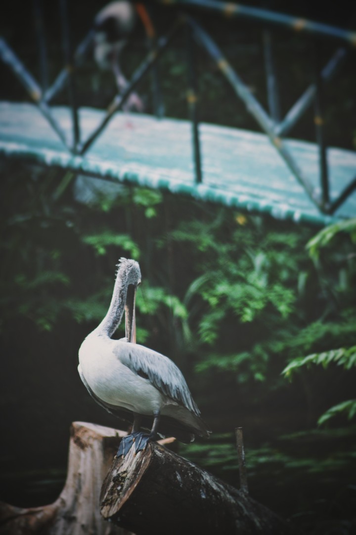 nature